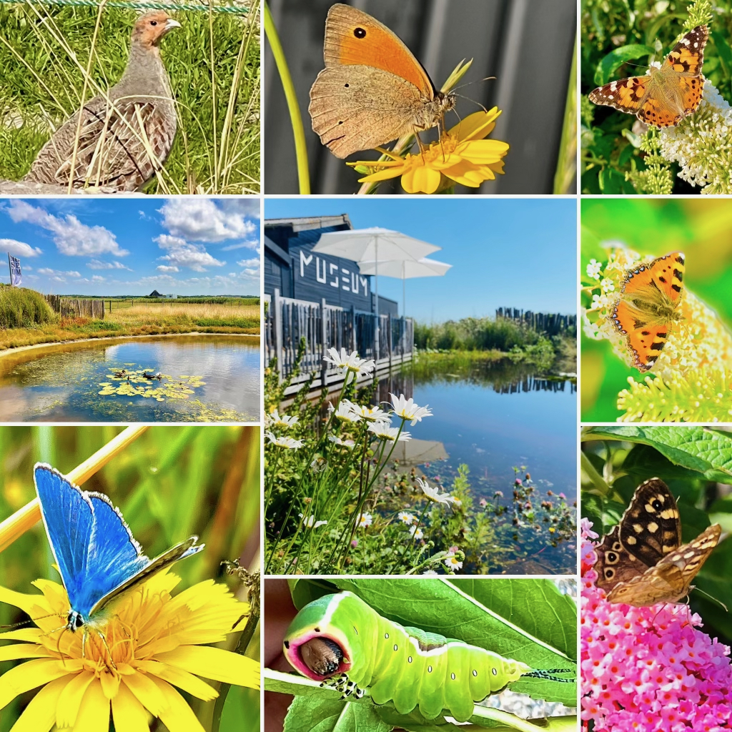 Juttersmuseum Callantsoog zorgt met uw entreeticket voor meer biodiversiteit